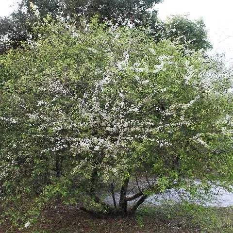 thumbnail for publication: Prunus angustifolia: Chickasaw Plum